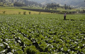Perú al 2030: Conversatorio sobre el futuro de la agricultura