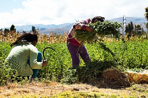 Conversatorio sobre Trabajo infantil rural en el Perú