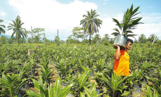 Región Loreto: IEP y GRADE presentan estudio sobre gestión territorial y cultivo de palma aceitera